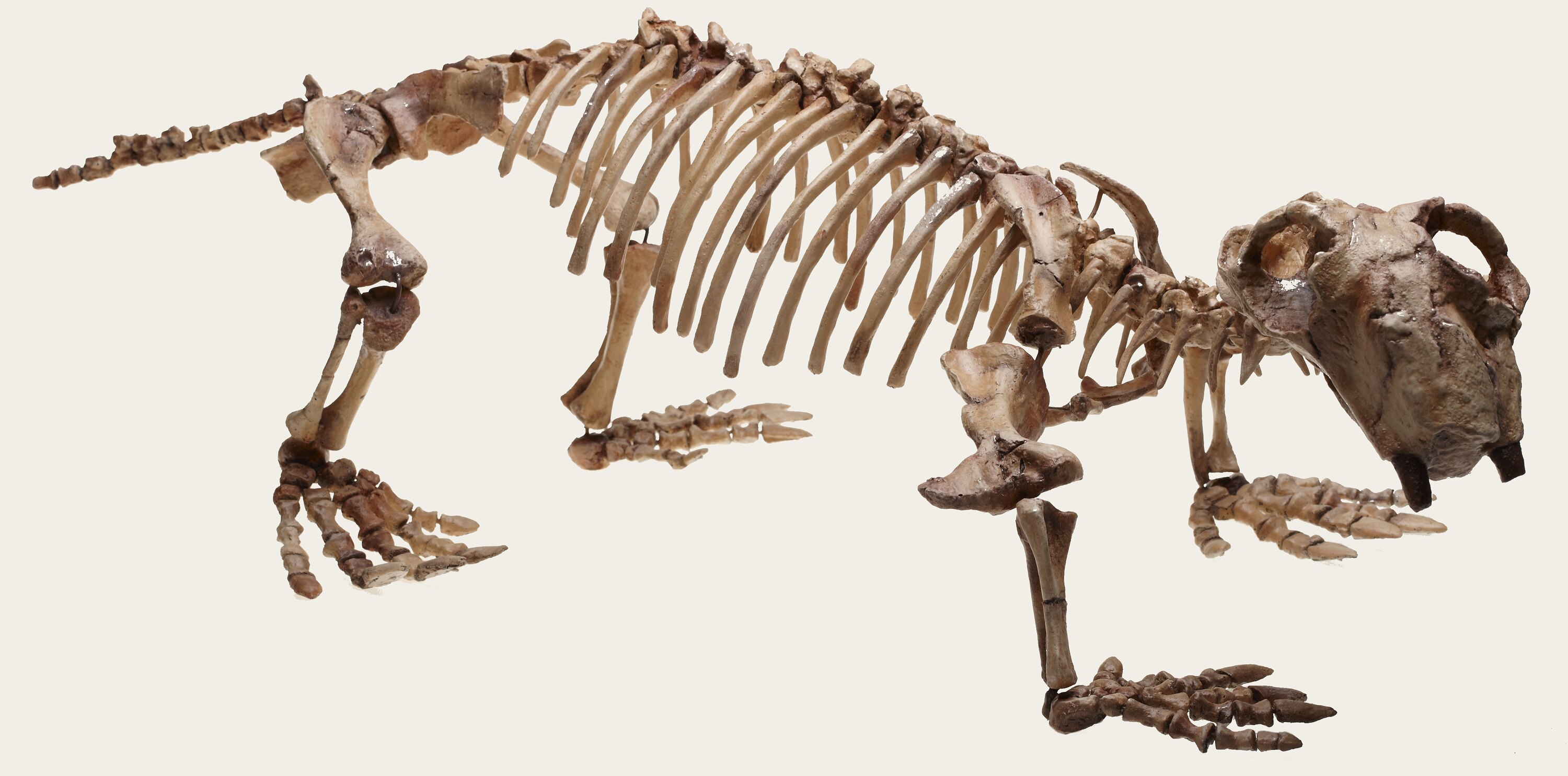 Lystrosaurus georgi mounted skeleton