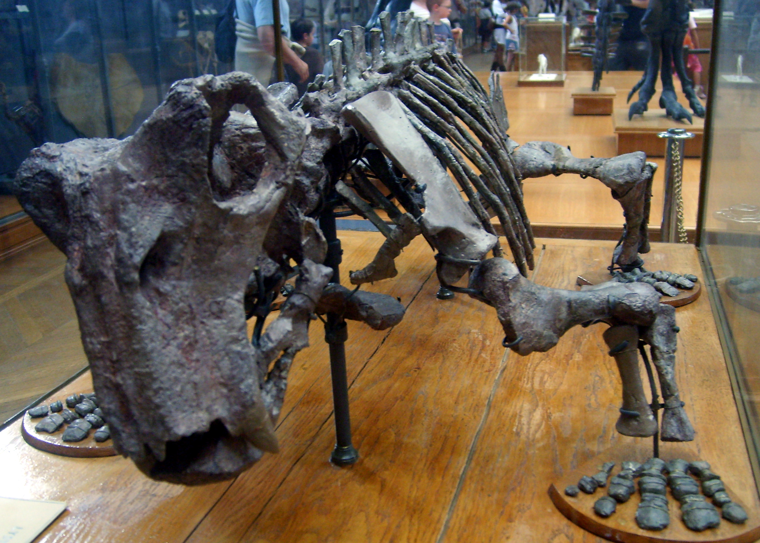 Lystrosaurus murrayi fossil specimen, a key survivor of the Permian-Triassic extinction whose lineage continues in modified forms today