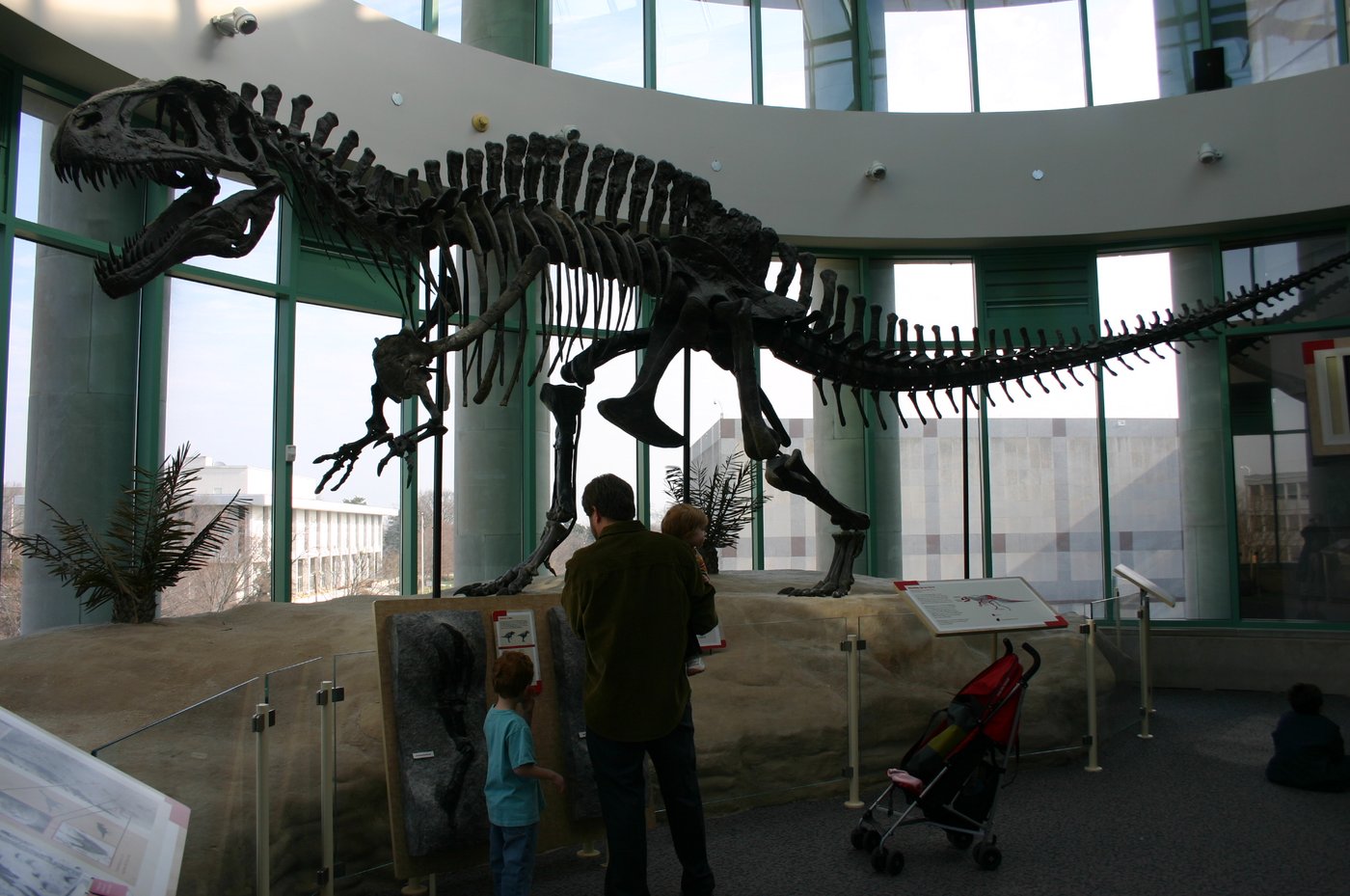 Mounted Acrocanthosaurus skeleton with tall neural spines above the backbone in a museum hall