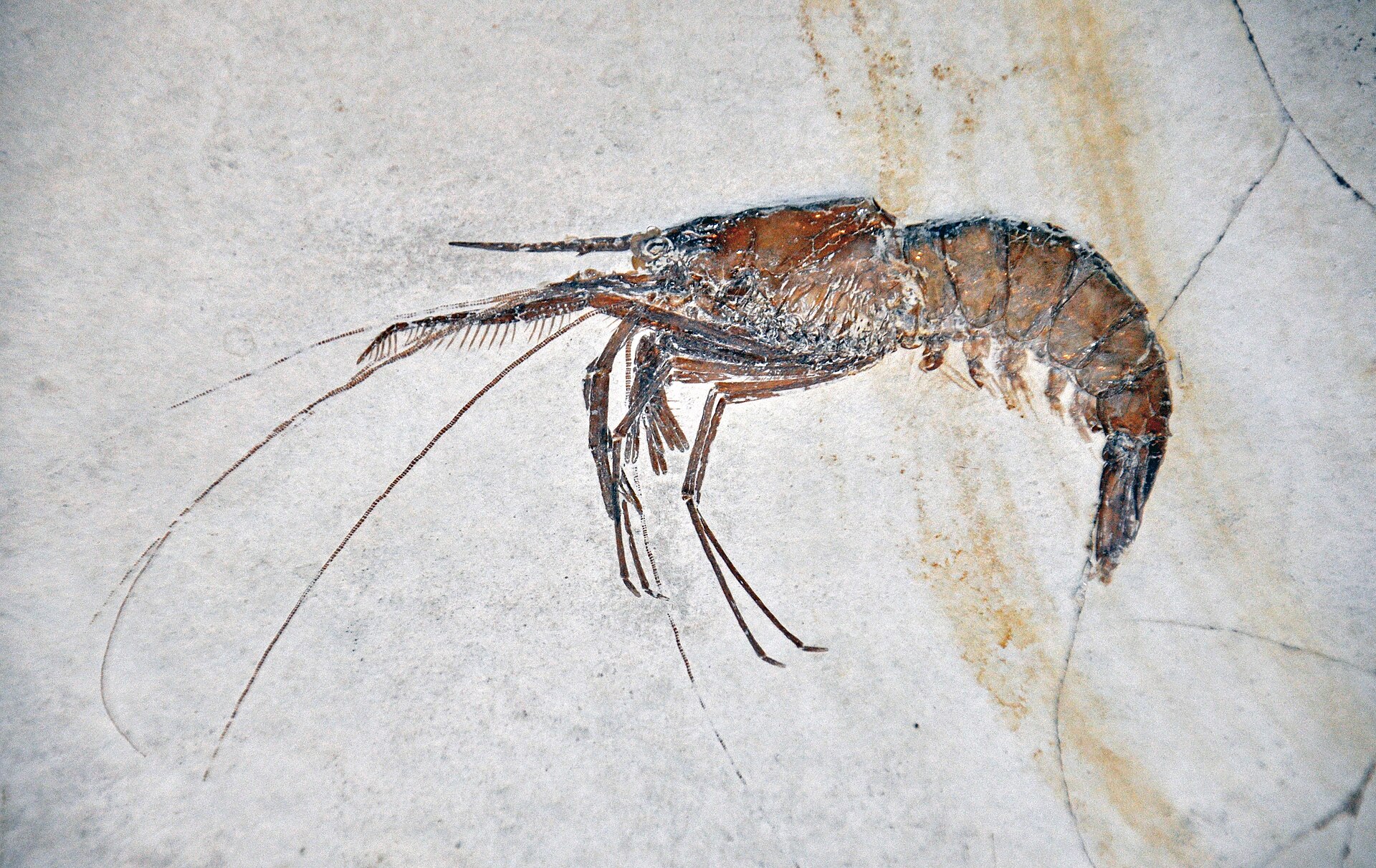Fossil of the shrimp Aeger tipularius, exquisitely preserved in Solnhofen limestone