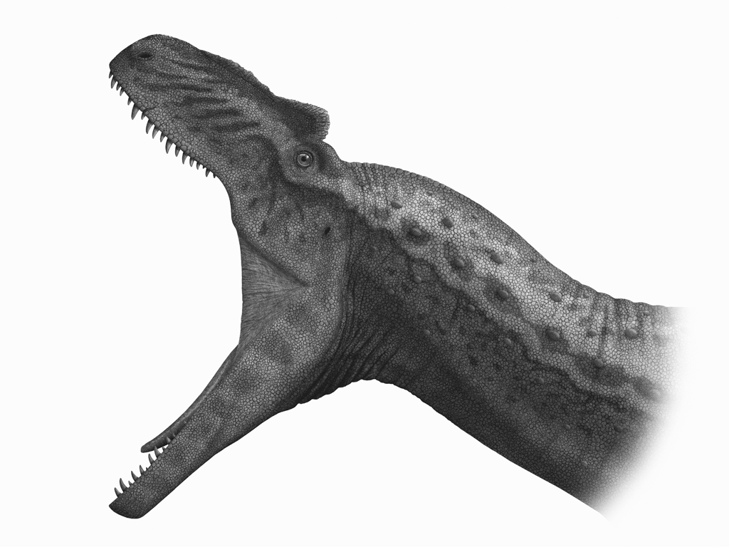 Open Allosaurus skull showing narrow jaws and blade-like serrated teeth