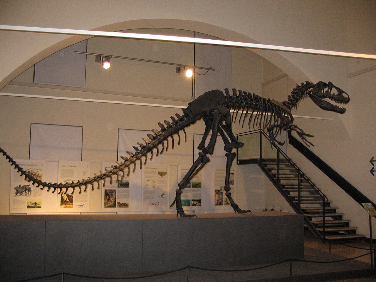 Mounted Allosaurus fragilis skeleton displayed upright in a museum hall
