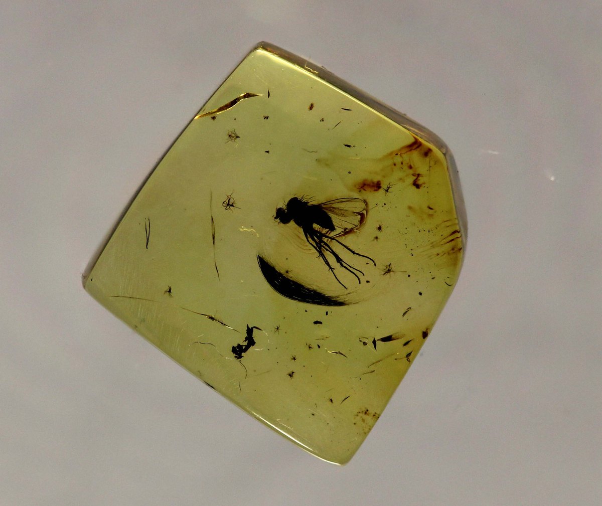 Fly trapped in Baltic amber from the Eocene, about 50 million years old