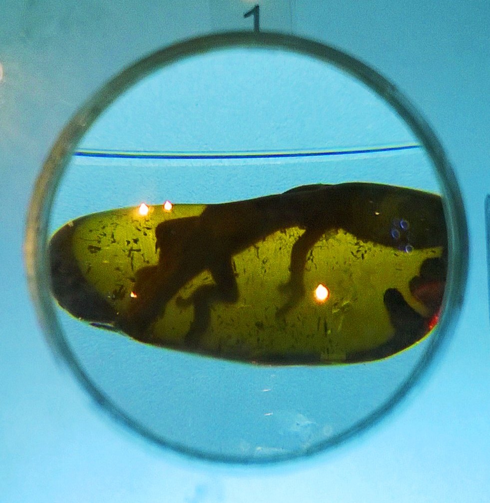 Lizard preserved inside amber, with scales and soft tissue intact