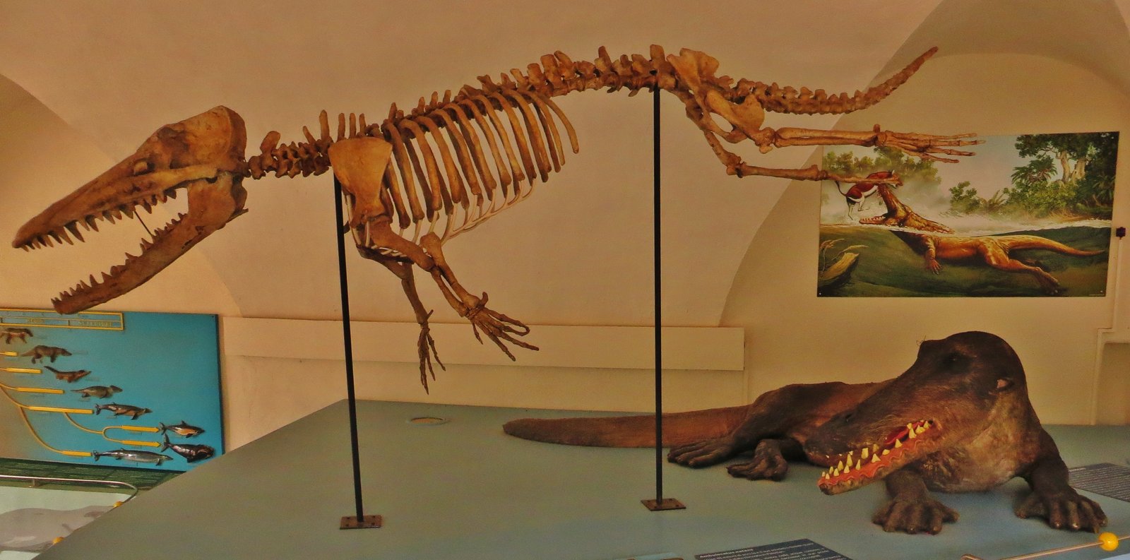 Ambulocetus model and skeletal restoration showing the walking whale with four legs