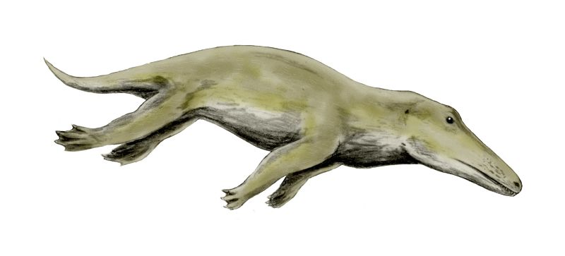Artistic reconstruction of Ambulocetus swimming in an Eocene estuary