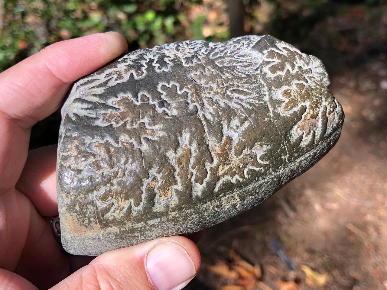 Ammonite fossil found on Mayne Island showing the classic planispiral coil shape