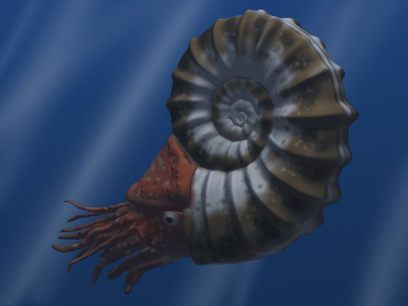 Ammonite fossil specimen