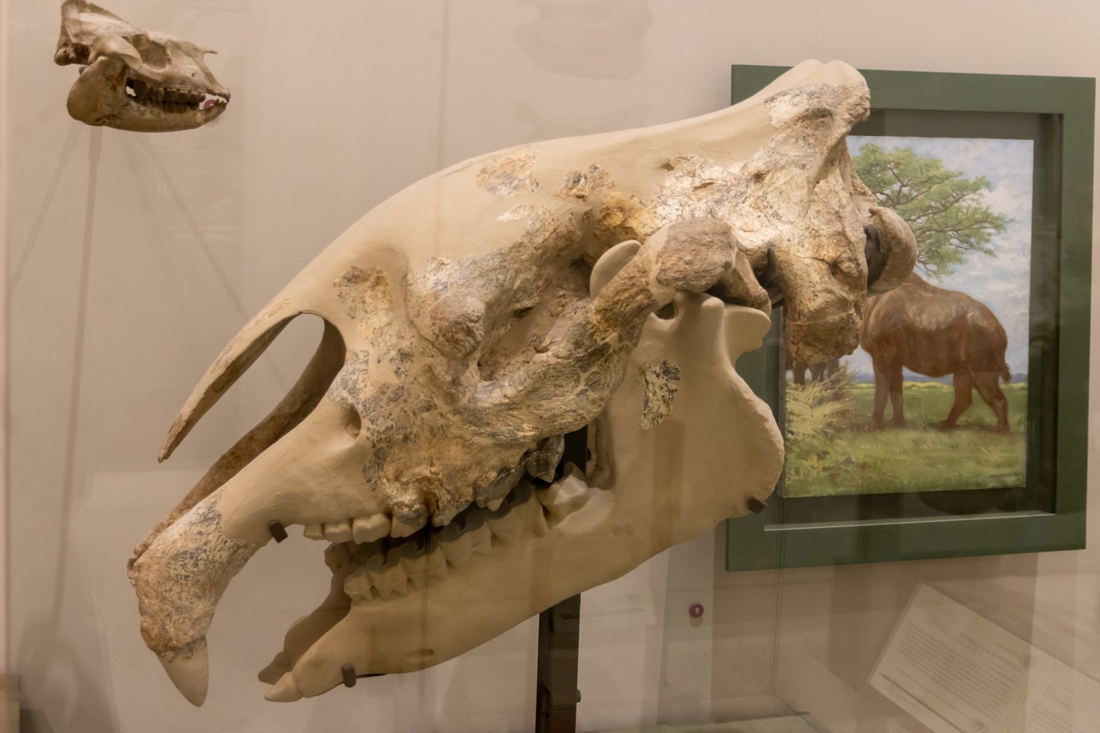 Fossil skull and jaw of Paraceratherium displayed in a museum case beside a life reconstruction