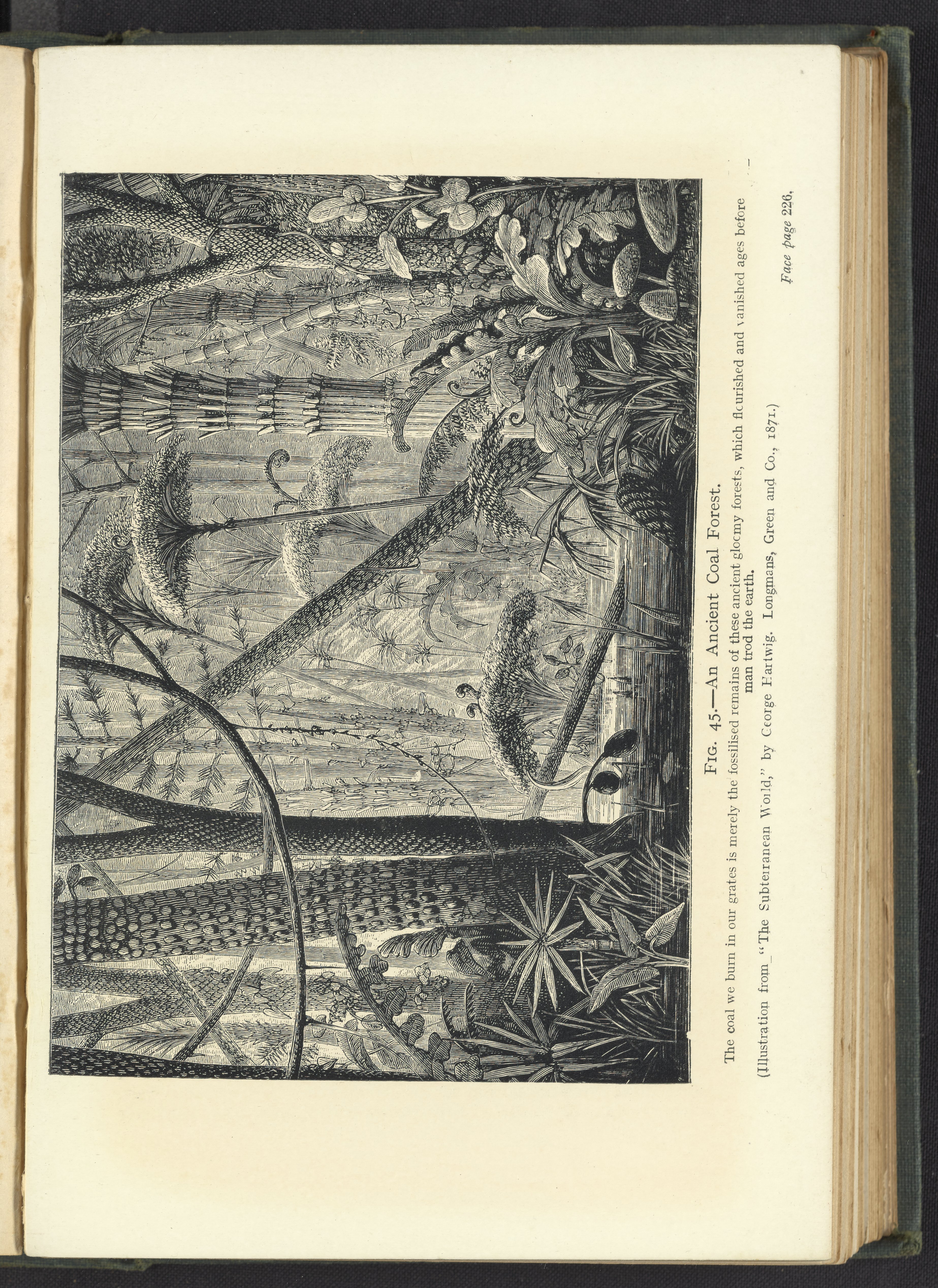 Detailed illustration of an ancient Carboniferous coal forest with dense vegetation and swampy terrain