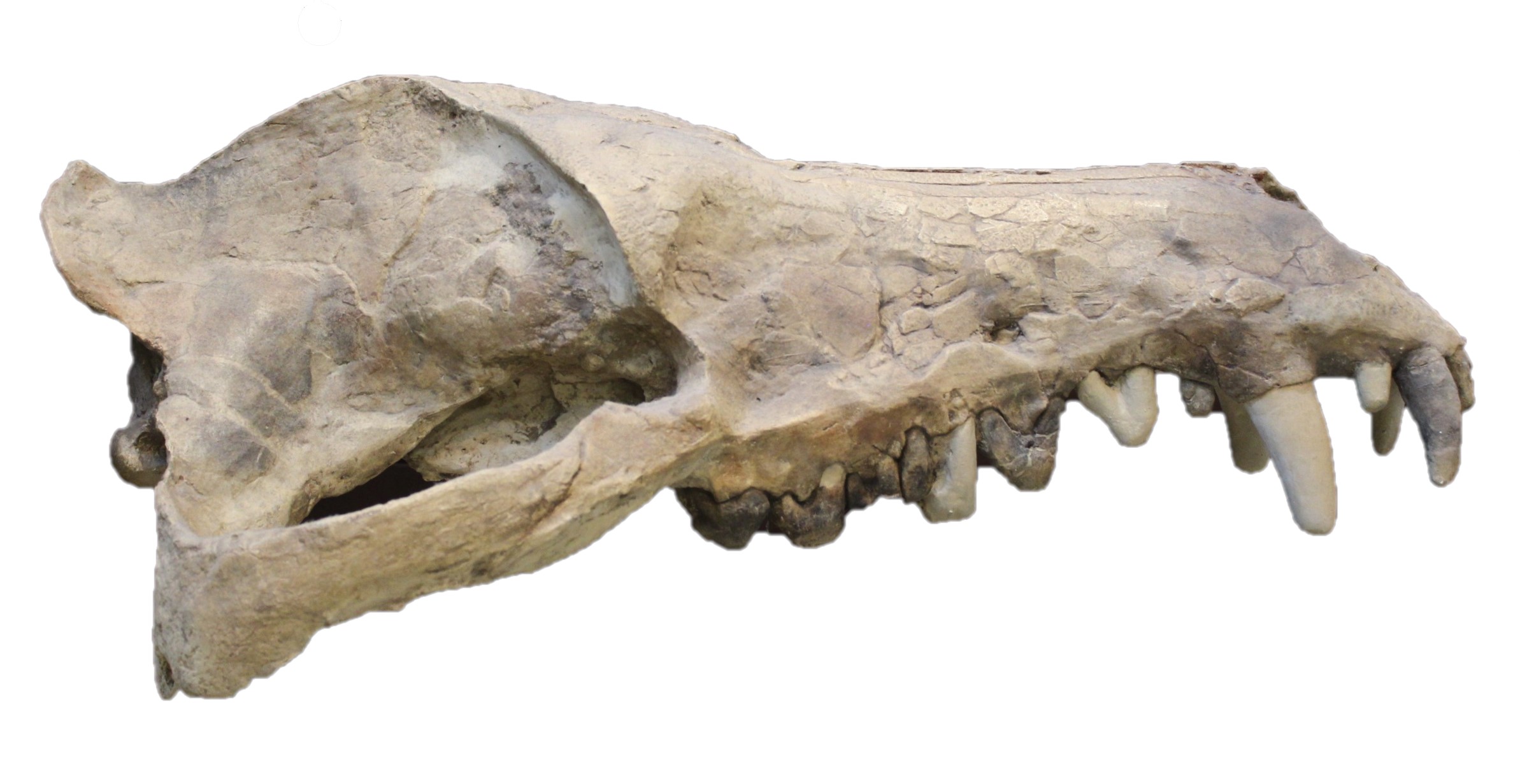 Holotype skull of Andrewsarchus mongoliensis on display at the American Museum of Natural History