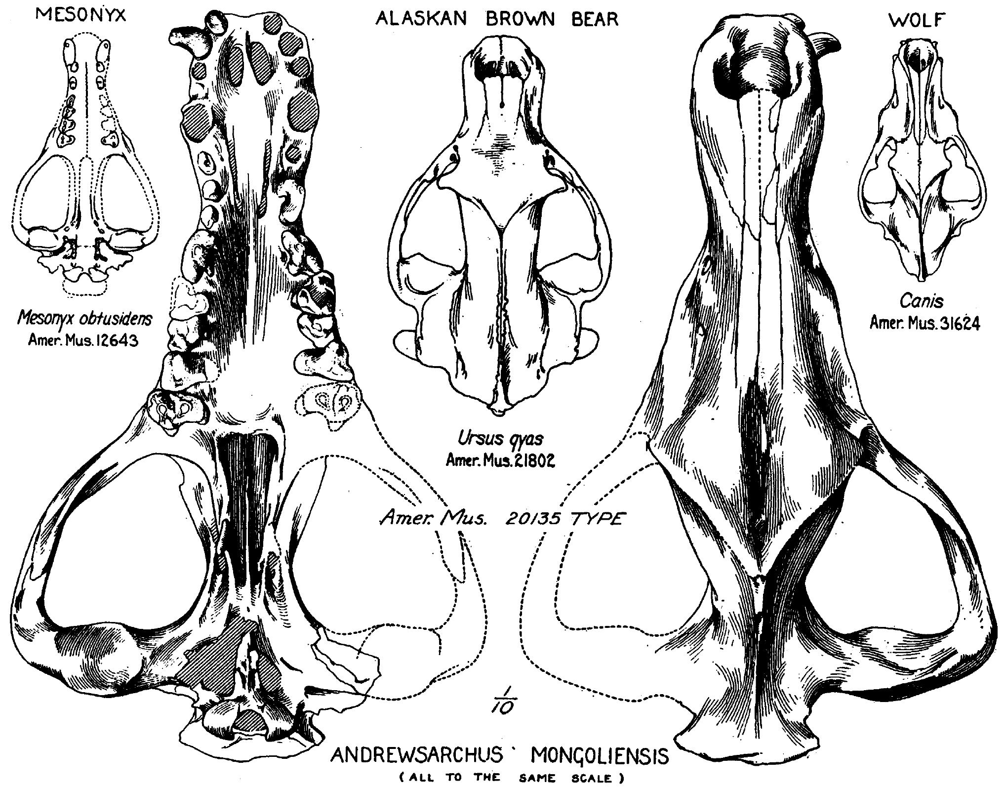 Andrewsarchus skull shown alongside skulls of Mesonyx, a brown bear and a wolf