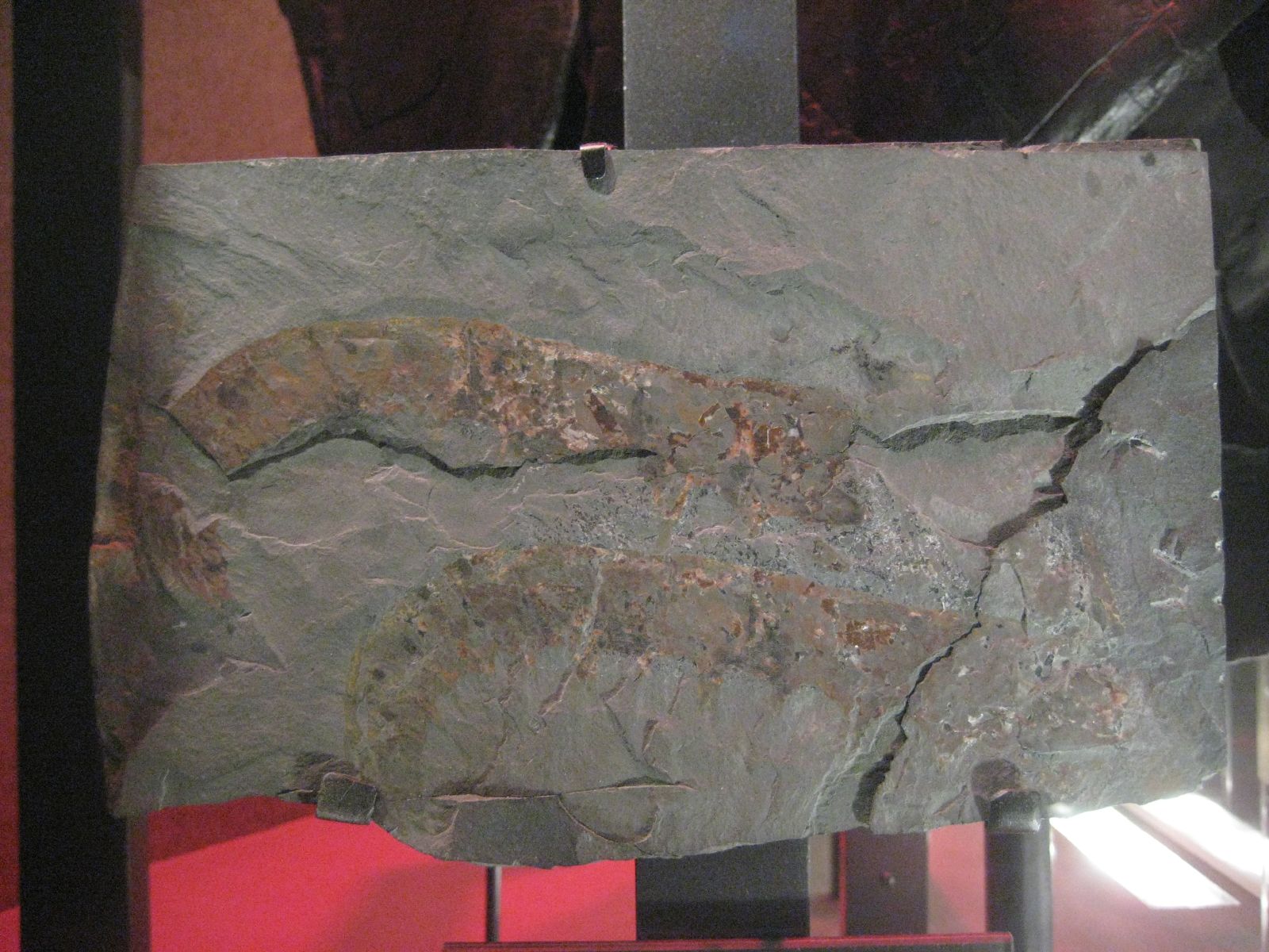 Complete Anomalocaris canadensis fossil showing circular body, frontal appendages, and oral cone