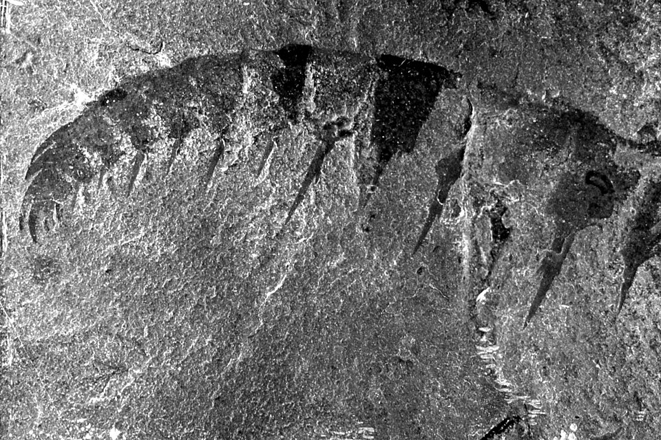Fossilized frontal appendage of Anomalocaris canadensis from the Burgess Shale showing segmented spines