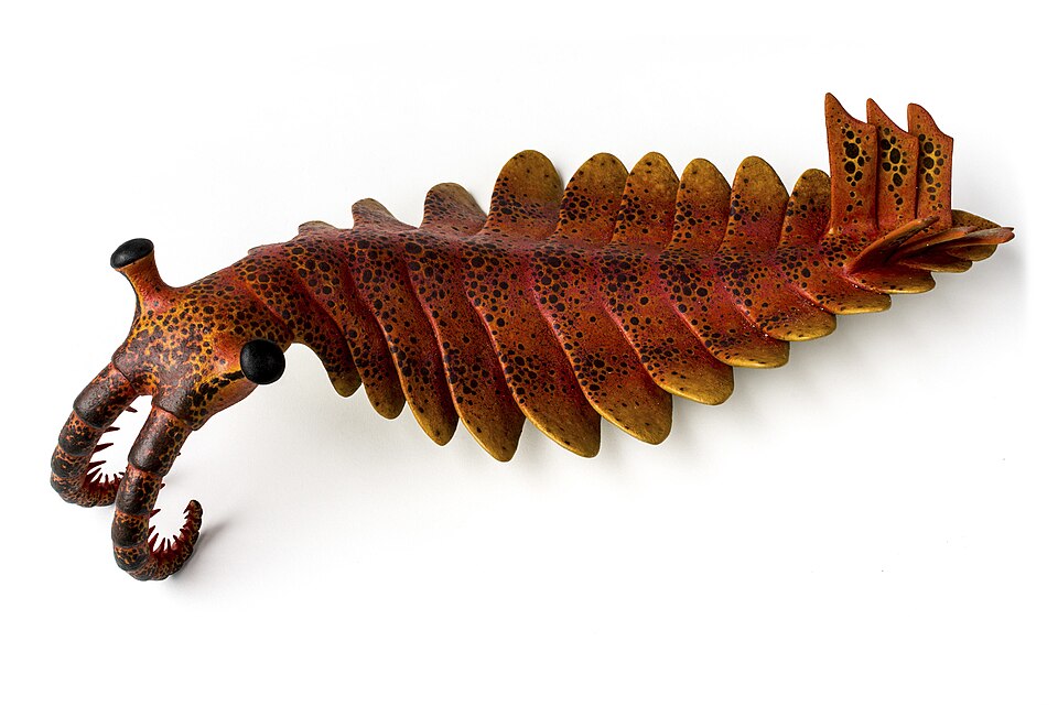 Physical reconstruction of Anomalocaris canadensis on display at MUSE science museum showing body shape and appendages