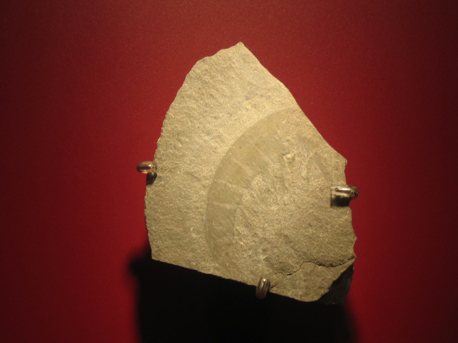 Anomalocaris fossil specimen