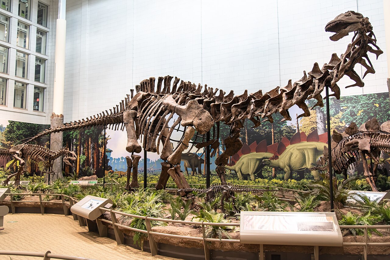 Mounted Apatosaurus louisae skeleton at the Carnegie Museum with its corrected skull