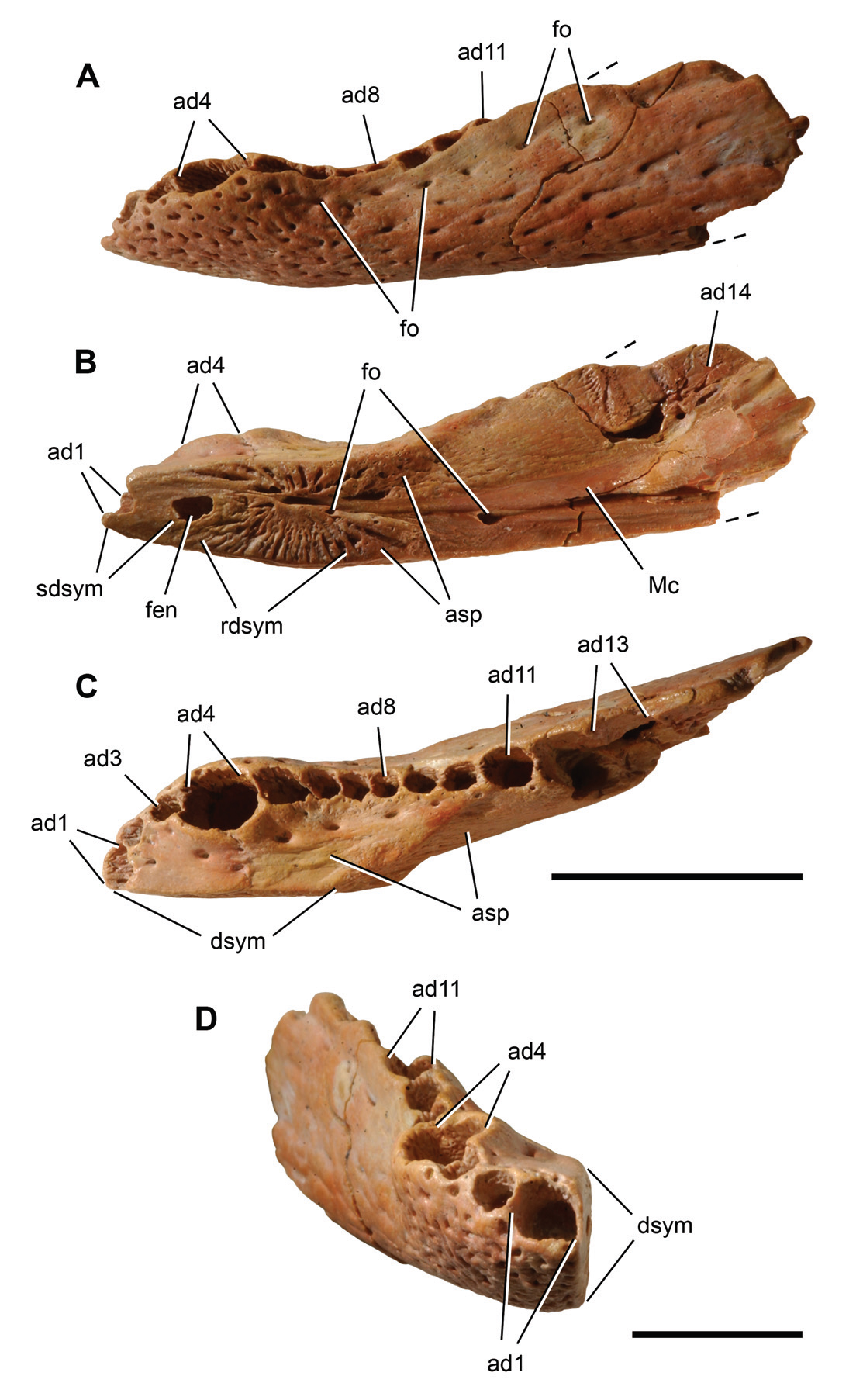 Four views of the Araripesuchus rattoides holotype lower jaw bone