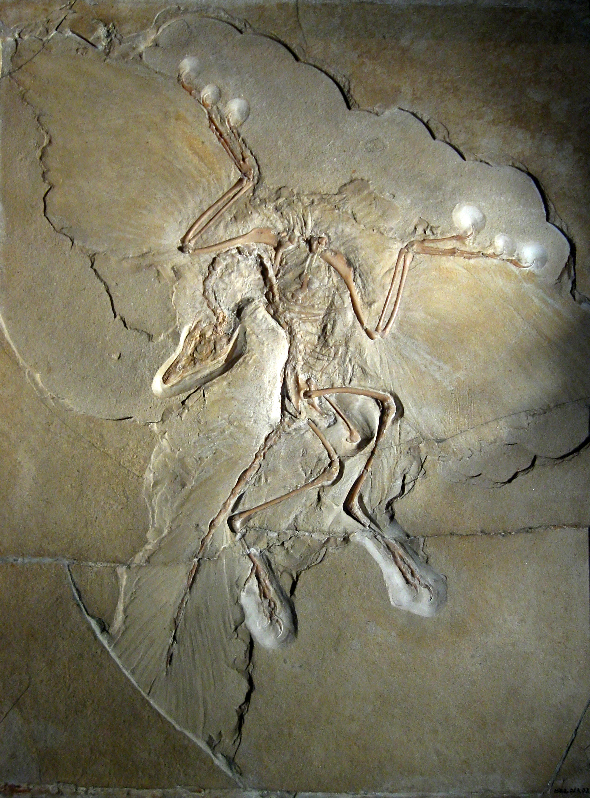 Archaeopteryx Berlin specimen fossil