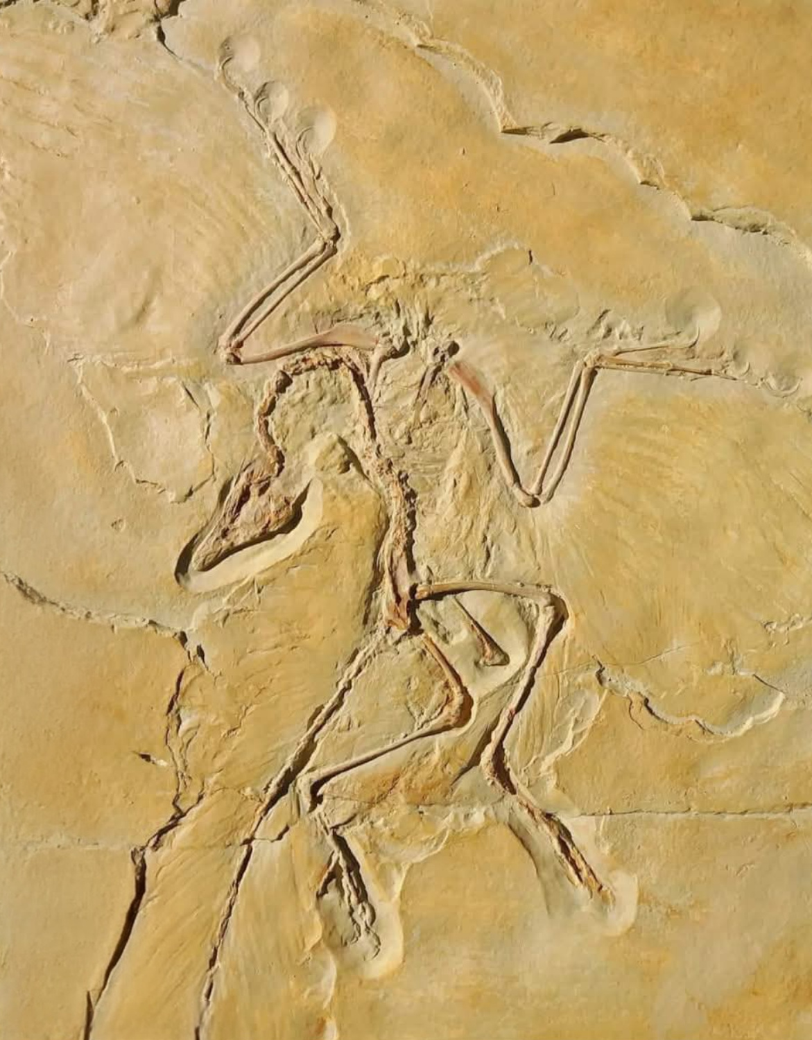 Detailed illustration of Archaeopteryx showing its wing feathers, clawed digits, and reptilian tail in a perched pose