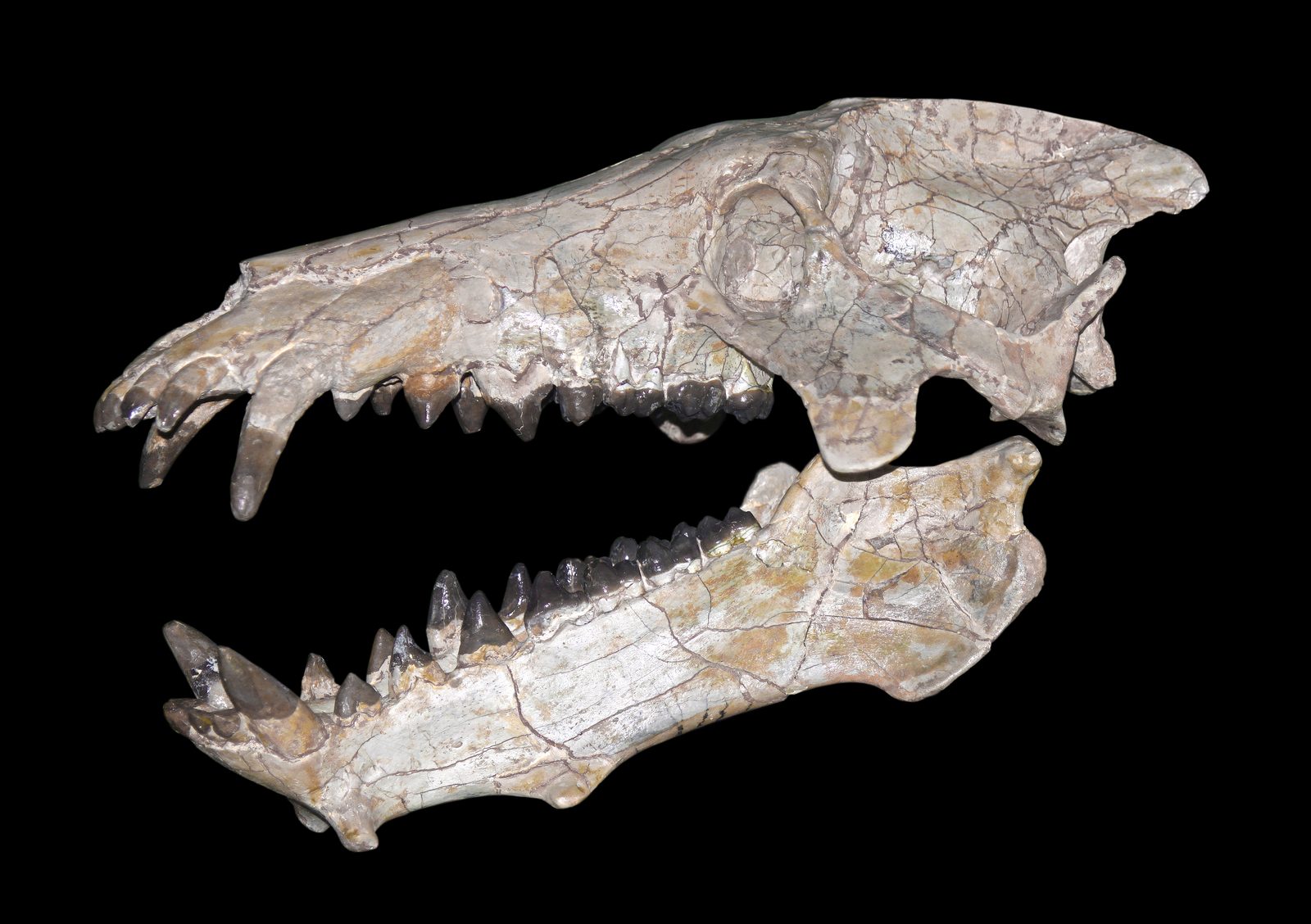 Skull of the entelodont Archaeotherium mortoni with heavy jaws and cheek flanges