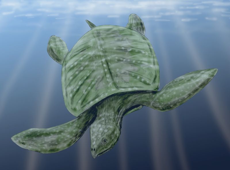 Vintage scientific illustration of Archelon showing the broad flattened carapace and powerful flipper limbs