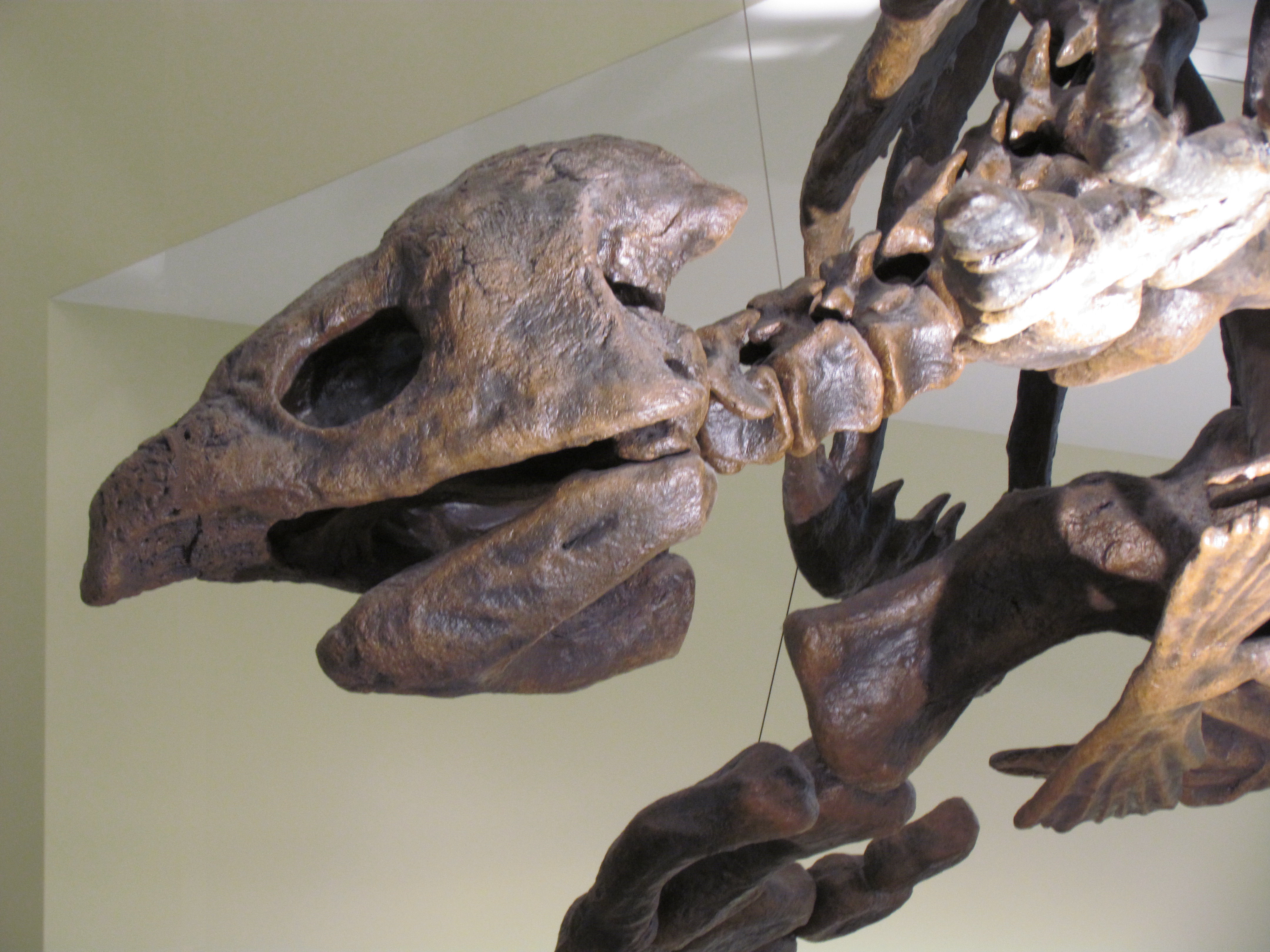Mounted Archelon skull at a natural history museum showing the large hooked beak and robust jaw structure