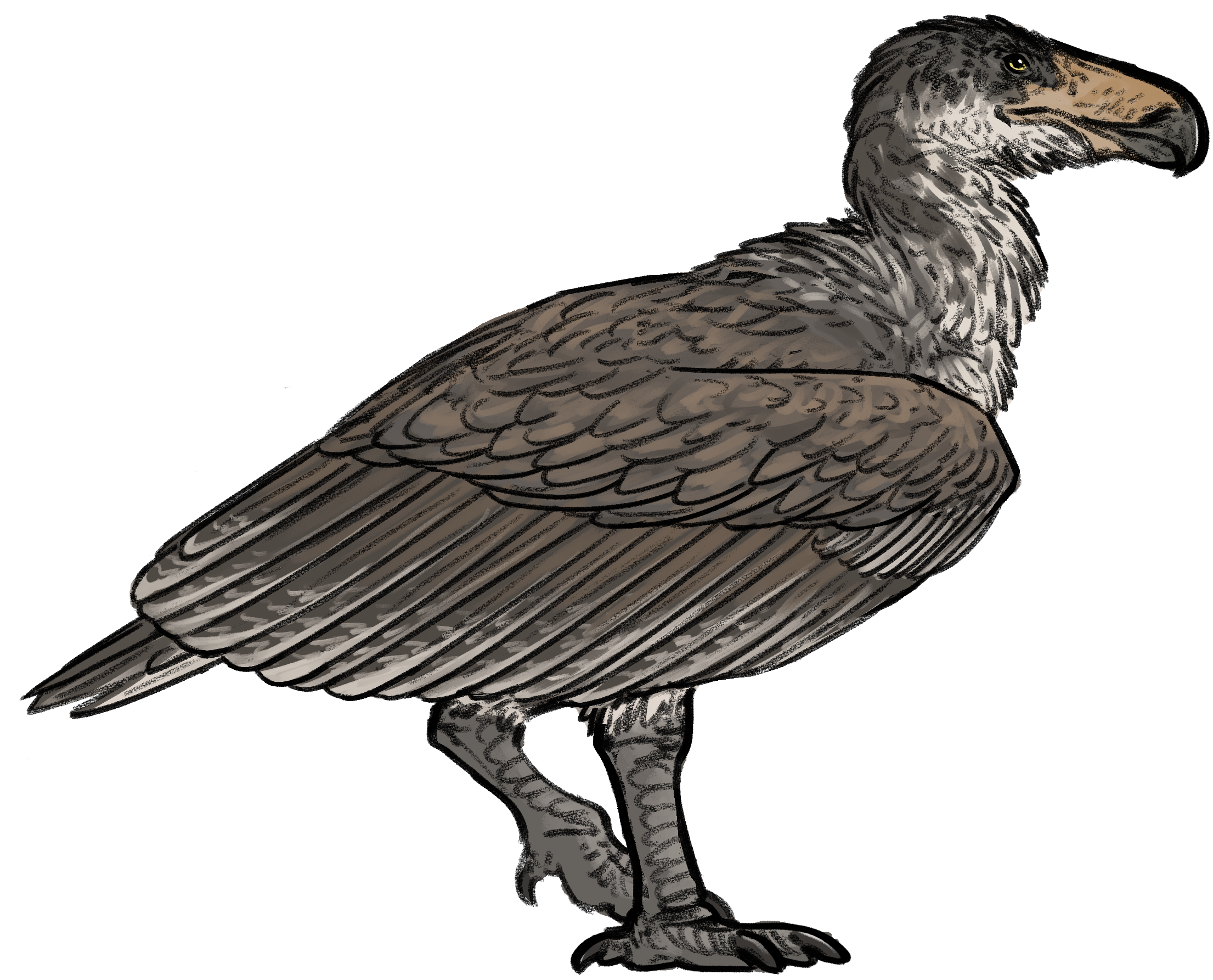 Life reconstruction of Argentavis magnificens walking on open grassland with wings folded, Miocene Patagonia