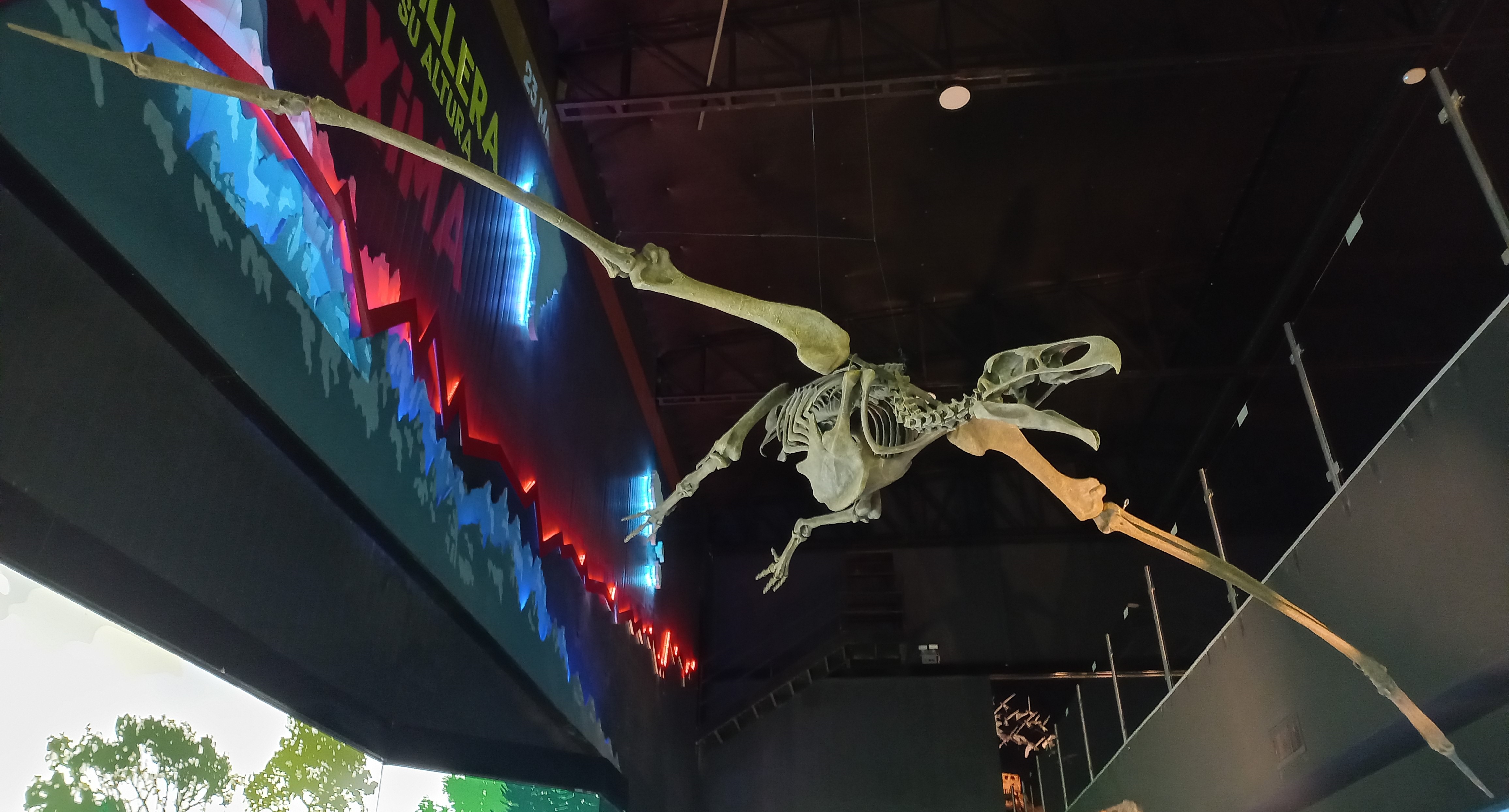 Full-size reconstructed skeleton of Argentavis magnificens displayed at the Museo Paleontologico Egidio Feruglio in Trelew, Argentina