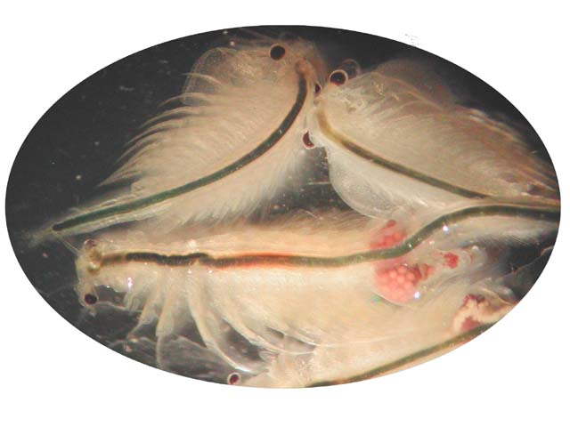 Artemia salina, the brine shrimp, used in astrobiology research