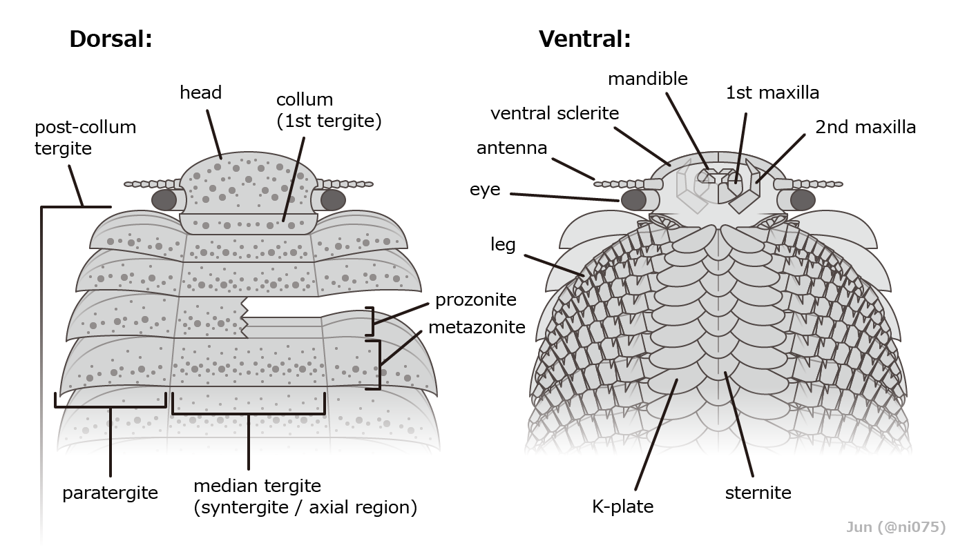 Detailed reconstruction of the Arthropleura armata head and anterior body segments