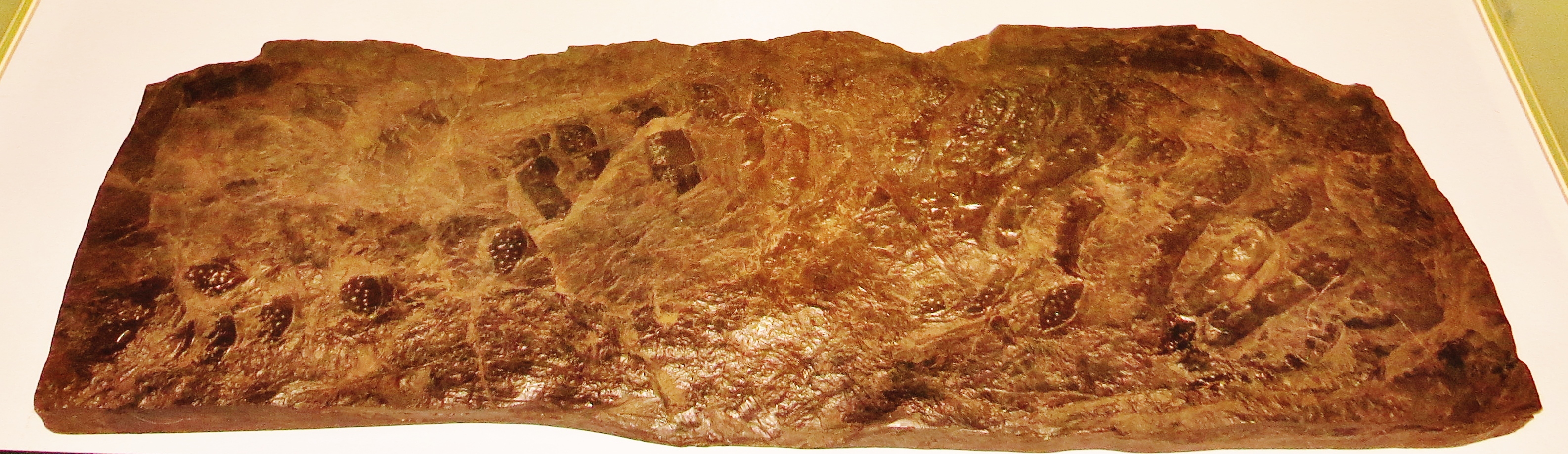 Fossilized Arthropleura armata body segment on display in a natural history museum