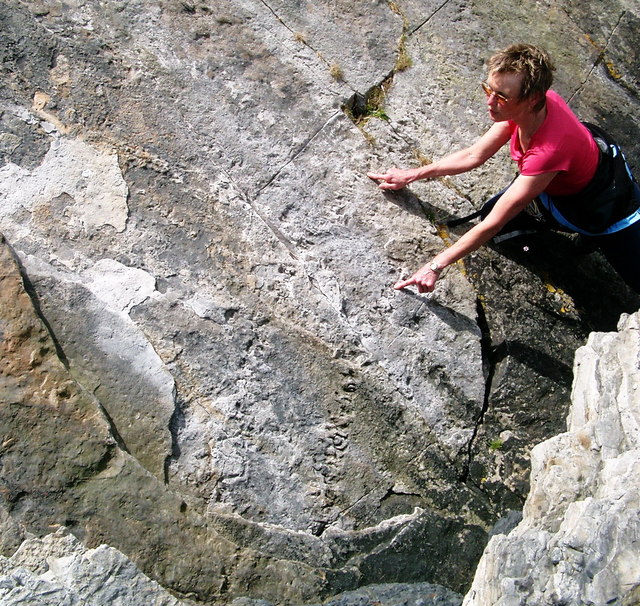 Fossilized trackway left by a giant Carboniferous myriapod preserved in sandstone