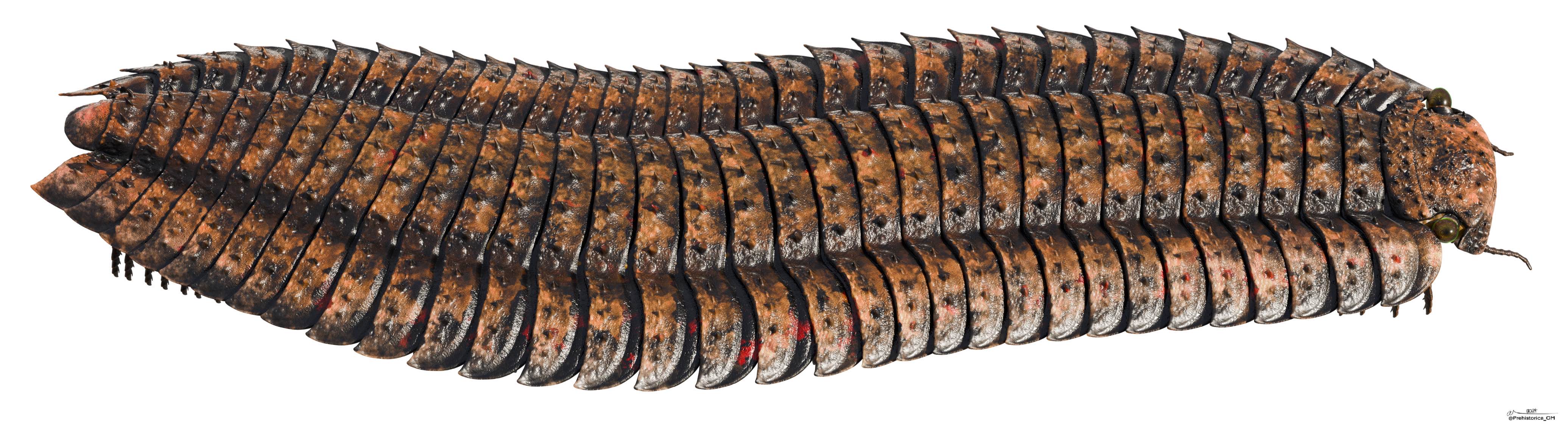 Arthropleura giant millipede