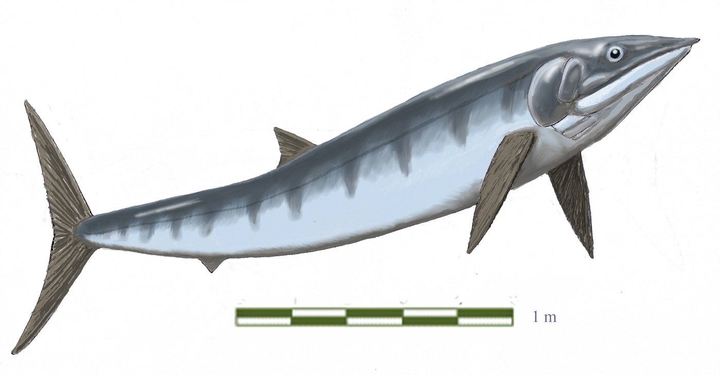Fossil skeleton of Asthenocormus titanius, a related giant filter-feeding pachycormid fish from the Jurassic