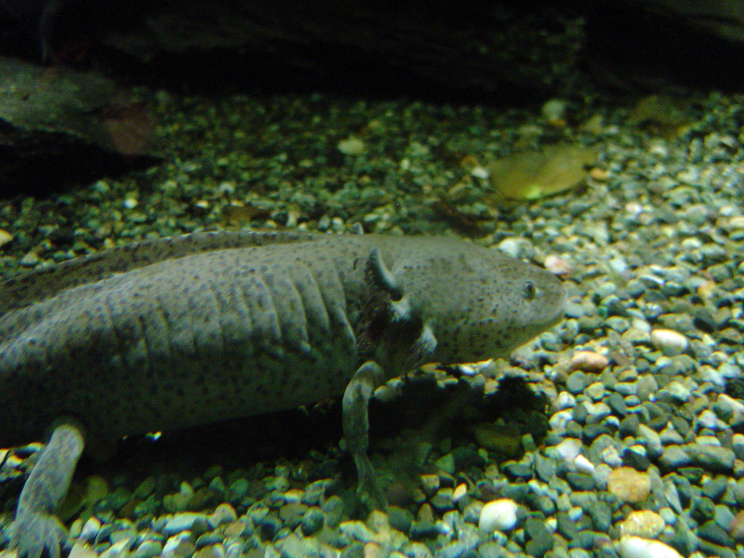 Axolotl with external gills and pale pink coloration in an aquarium setting