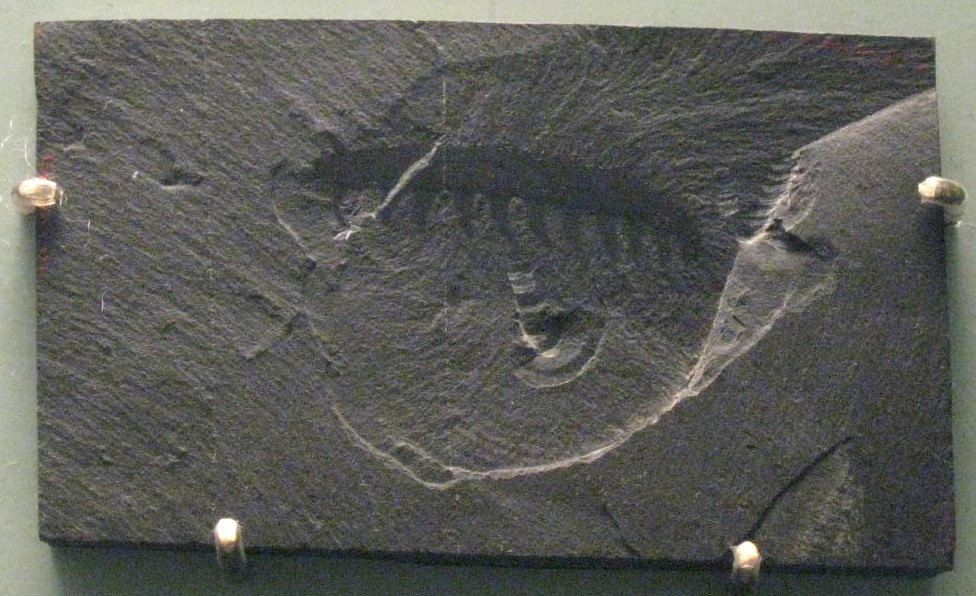 Fossil impression of Aysheaia pedunculata, a Cambrian onychophoran from the Burgess Shale