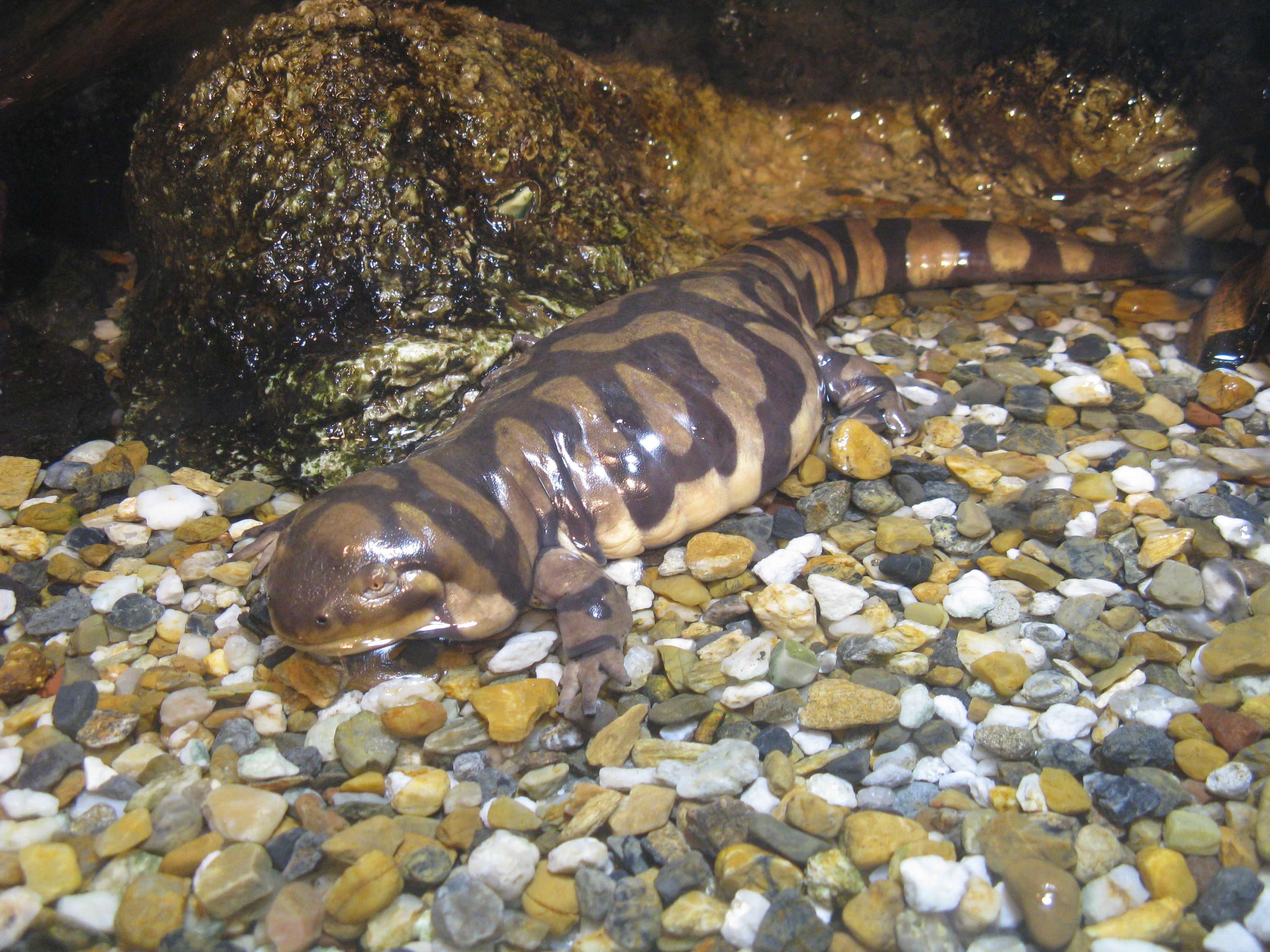 Barred tiger salamander showing yellow vertical bars on dark olive body