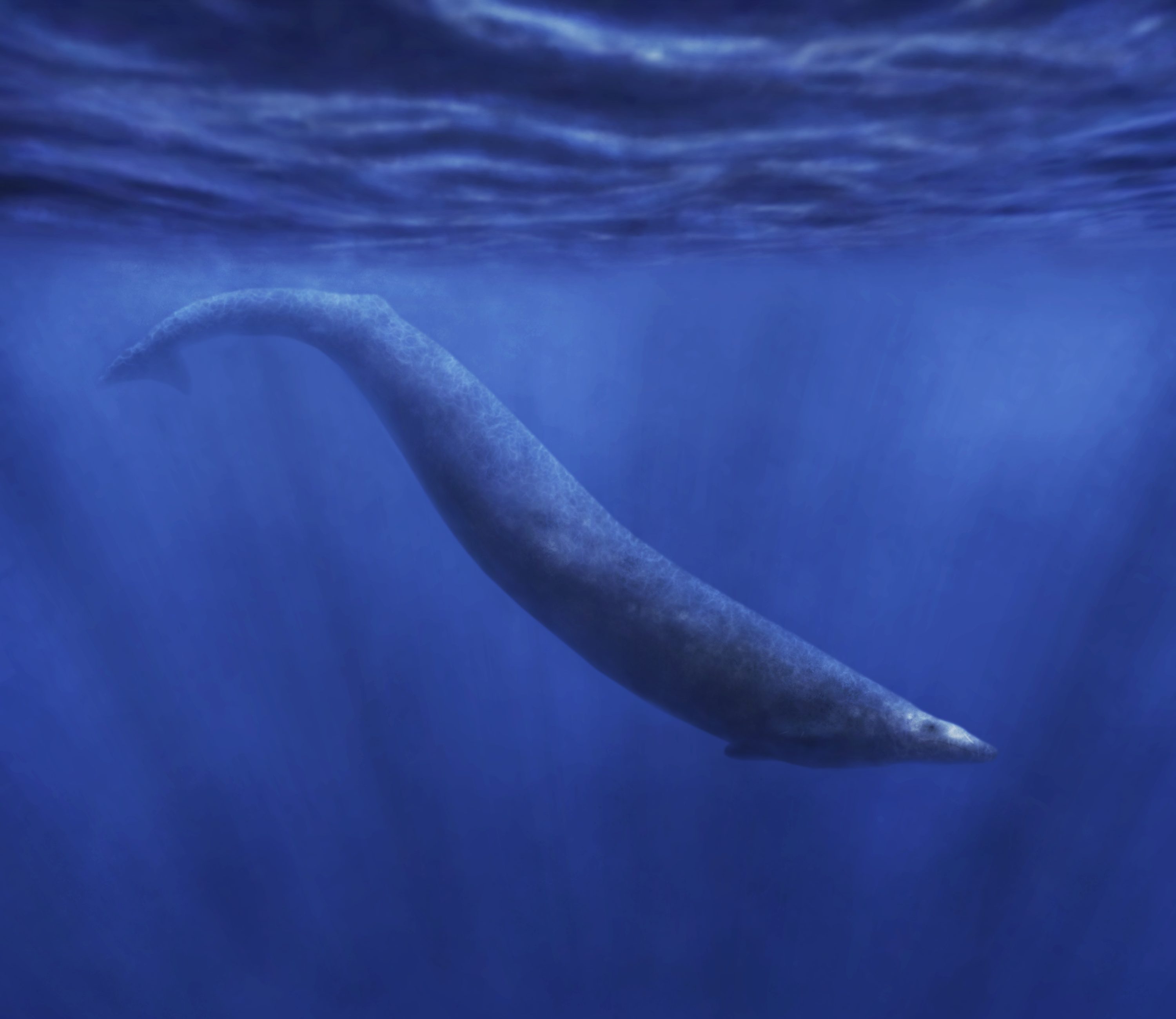 Life restoration of Basilosaurus cetoides showing its elongated body and small vestigial hind limbs