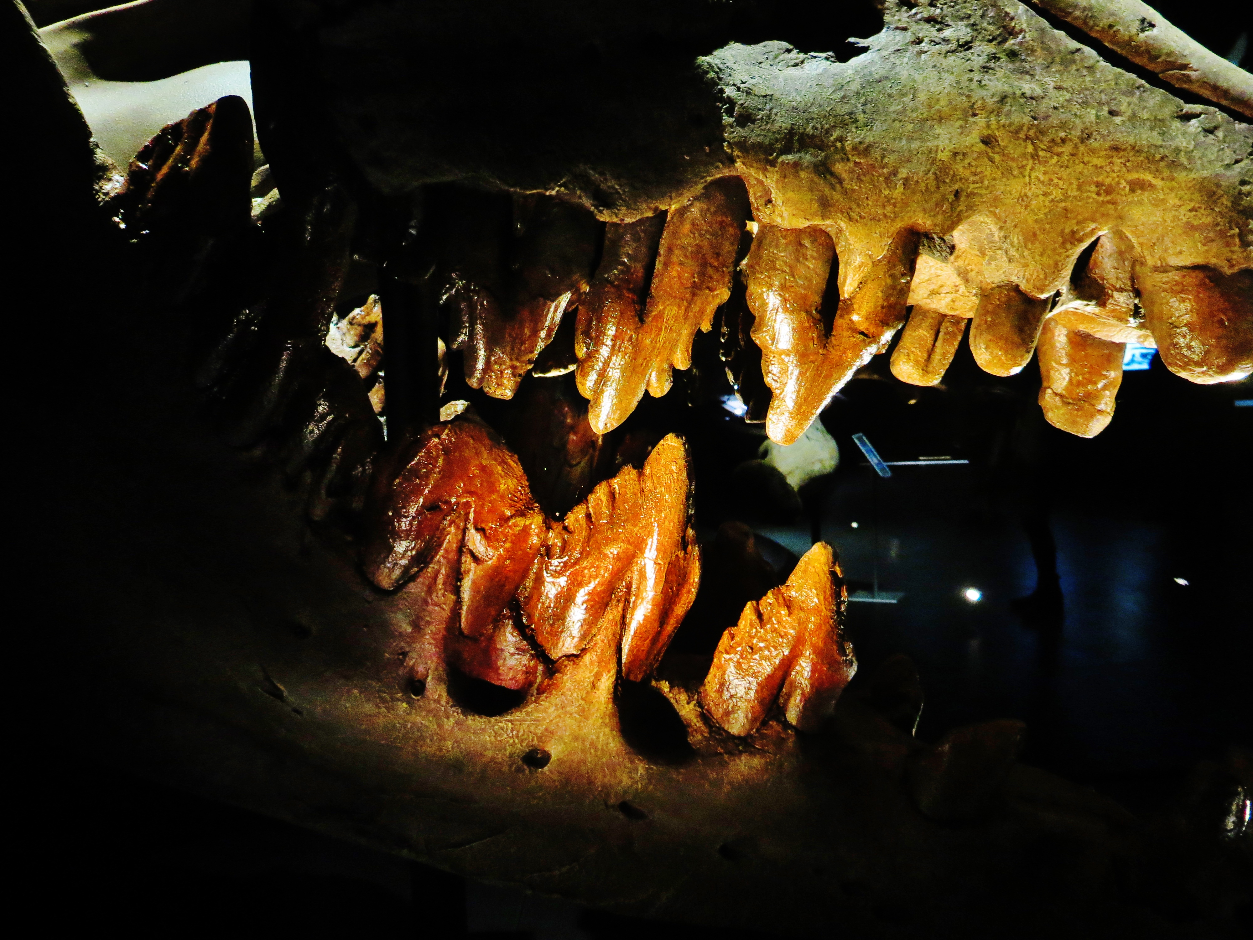 Fossilized Basilosaurus isis teeth displayed at Wadi Al-Hitan museum in Egypt