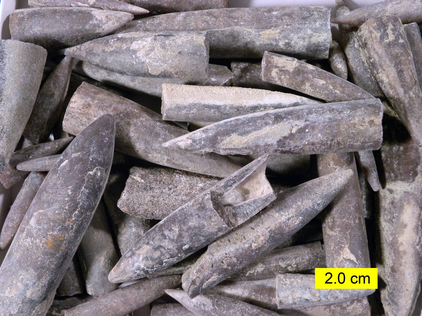 Pile of Jurassic belemnite rostra, bullet shaped fossil internal shells, collected in Wyoming