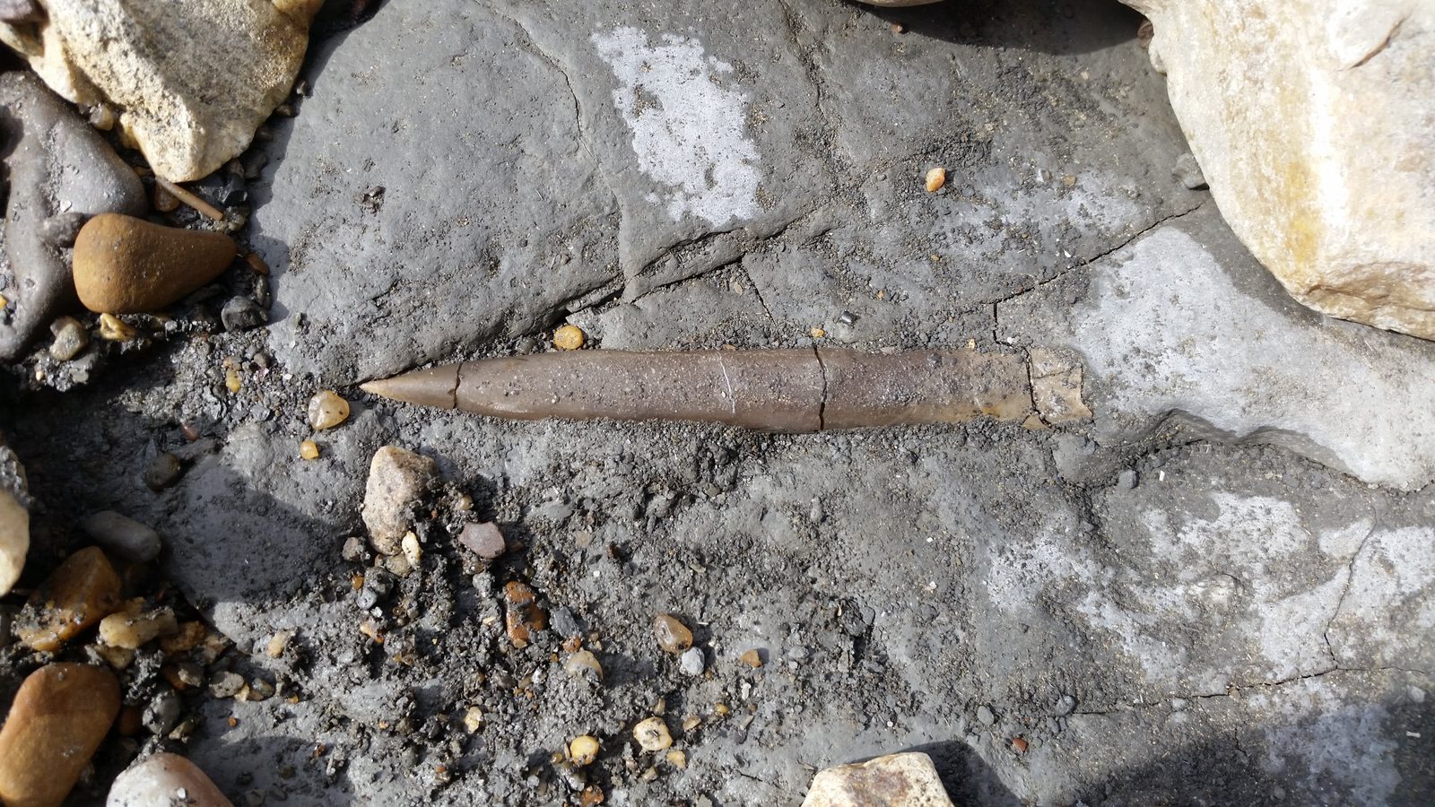 Belemnite rostrum embedded in Blue Lias shale at Golden Cap, Dorset