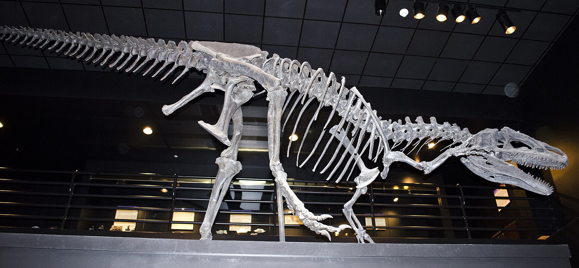 Big Al, the nearly complete Allosaurus skeleton mounted at the Museum of the Rockies