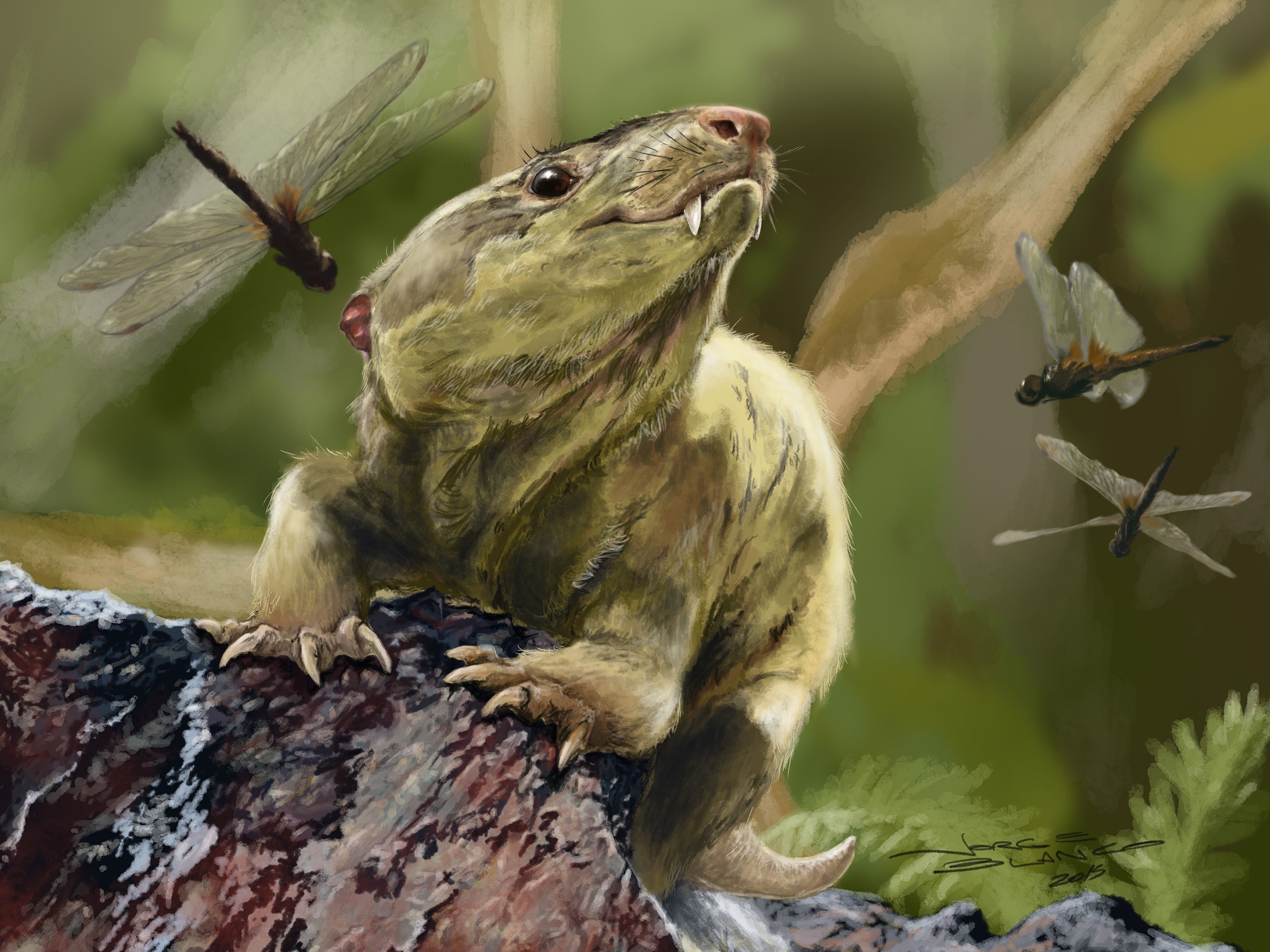 Reconstruction of Bonacynodon schultzi, an early cynodont from the late Permian of Brazil