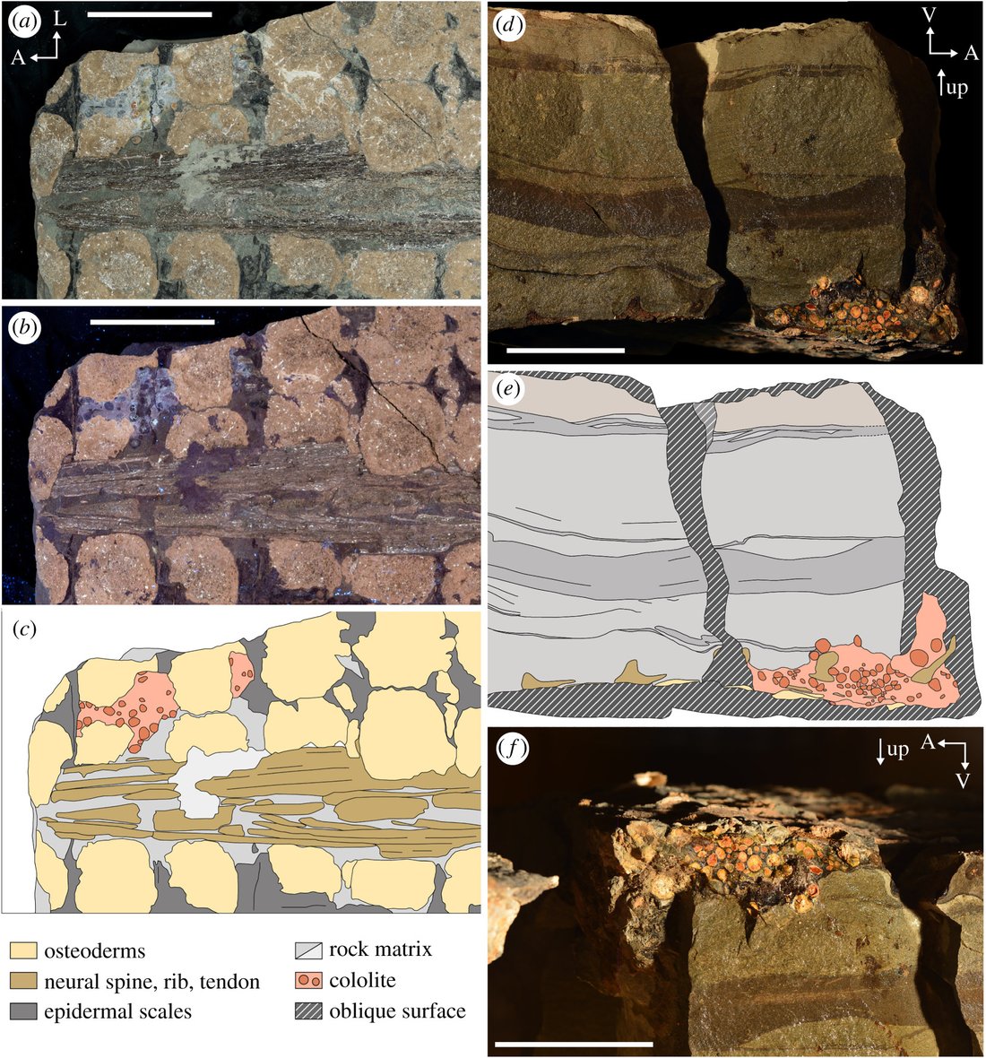 Fossilised gut contents of Borealopelta, a dark mass of compressed fern fragments and charcoal