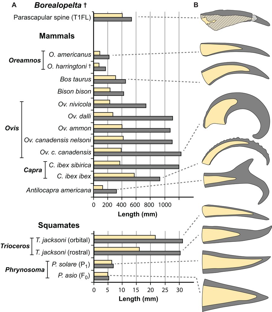 Comparison of Borealopelta keratin sheaths with horn and claw keratin from living animals