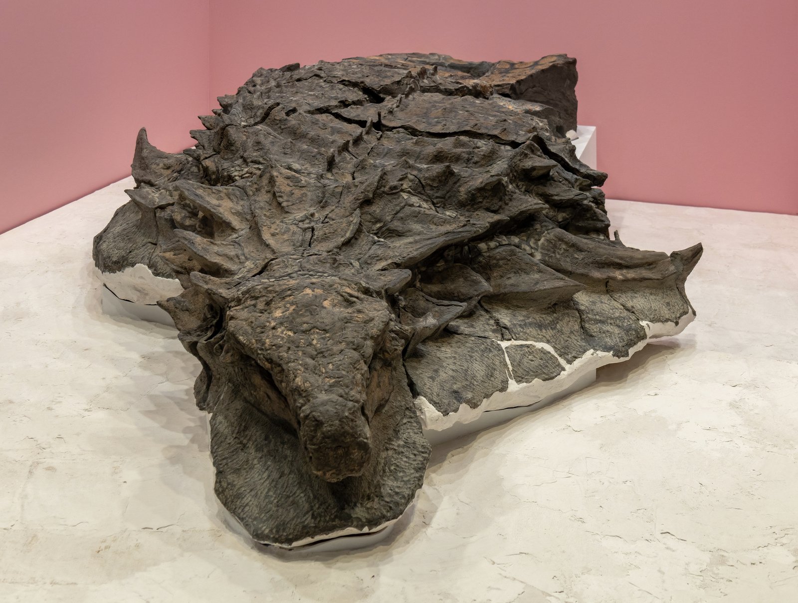 Mounted Borealopelta fossil showing three dimensional armour plating in a museum display case