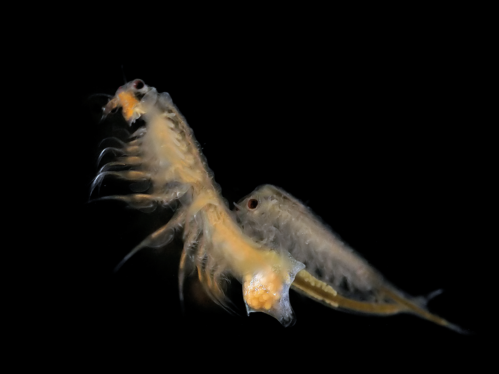 Artemia salina brine shrimp, the species sold as Sea Monkeys