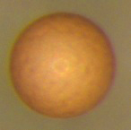 Dormant brine shrimp cysts, a close relative of the cryptobiotic strategy used by Triops