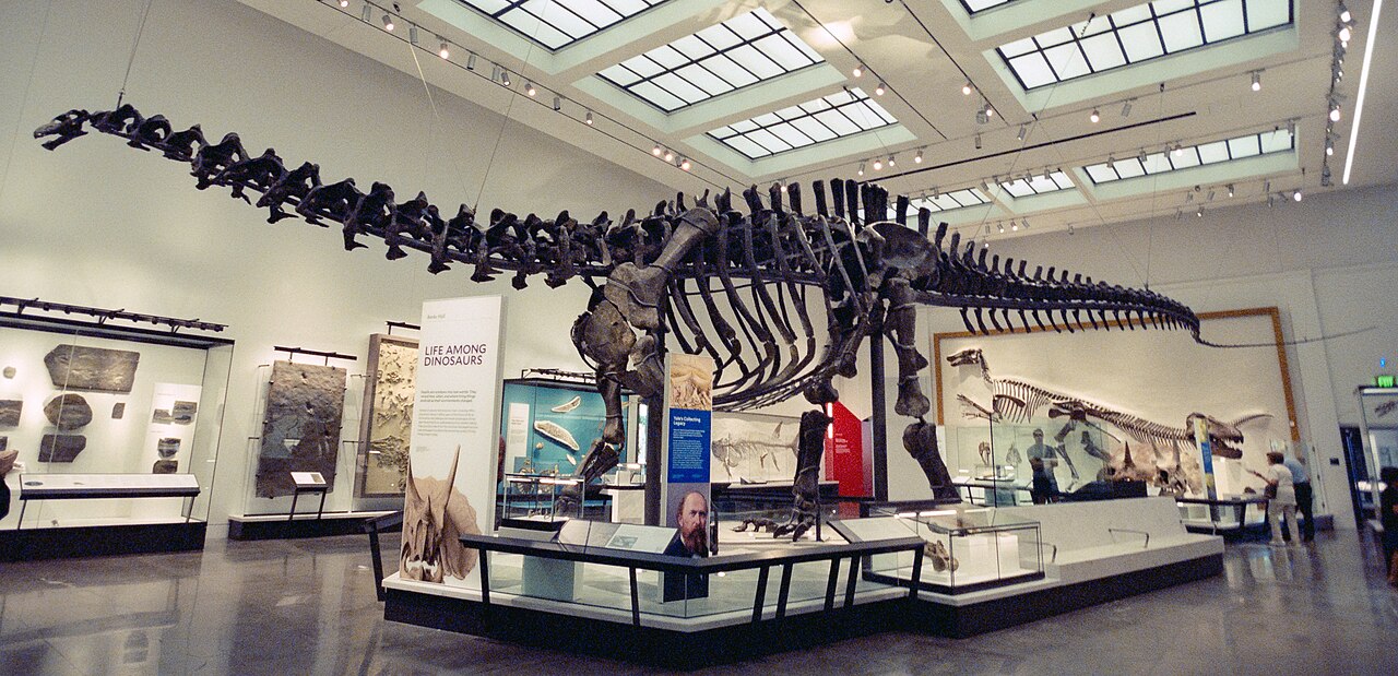 Remounted Brontosaurus excelsus skeleton on display in the Yale Peabody Museum